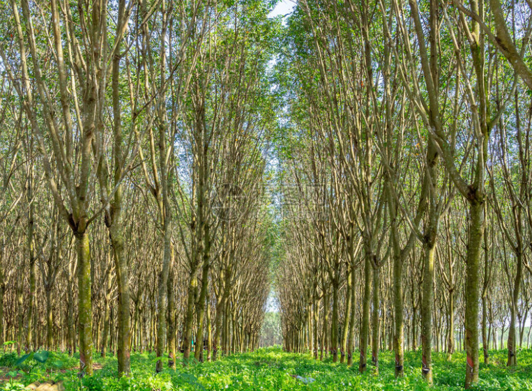 橡胶树背景